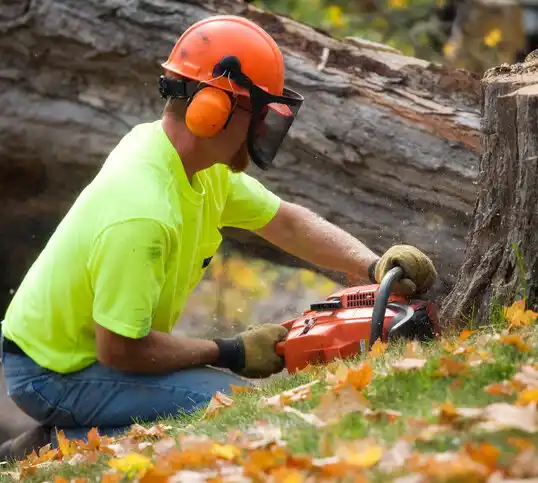 tree services Leavittsburg